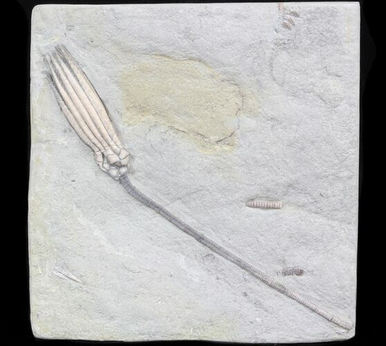 Scytalocrinus Crinoid With Long Stem - Crawfordsville #42789